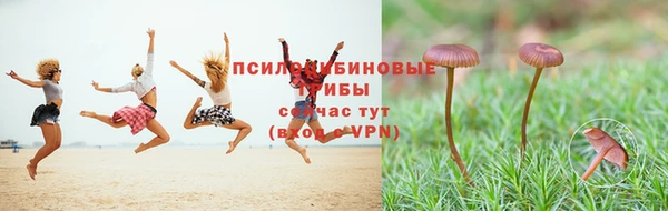 крисы Аркадак
